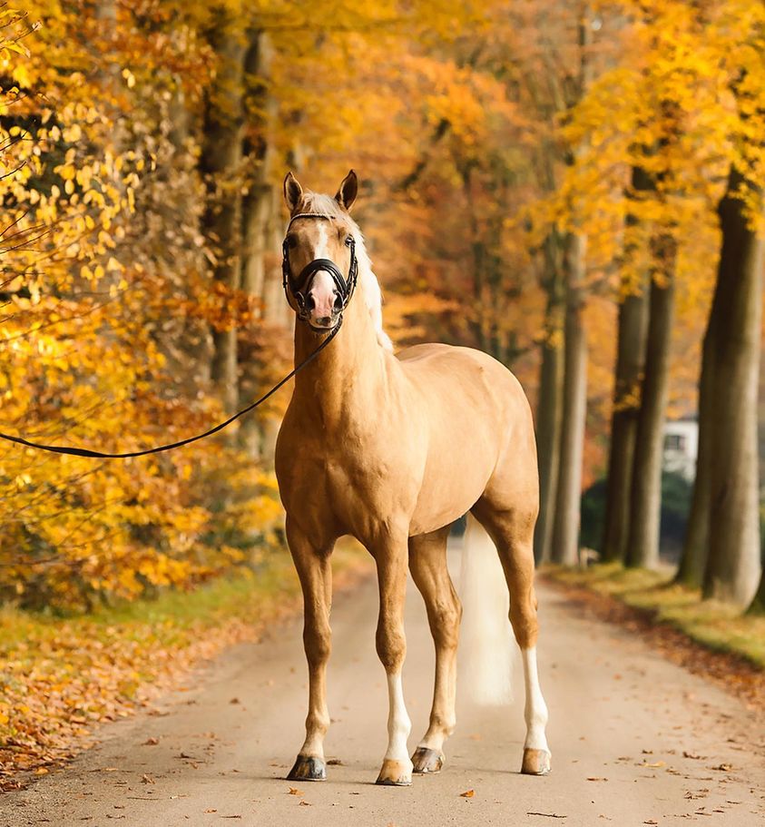 Palomino Dressage Stallions